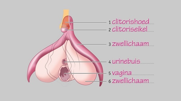 223a6712-3c34-4e3d-a1c7-dc7d29a6b9bc_Clitoris-grijs-licht (1)