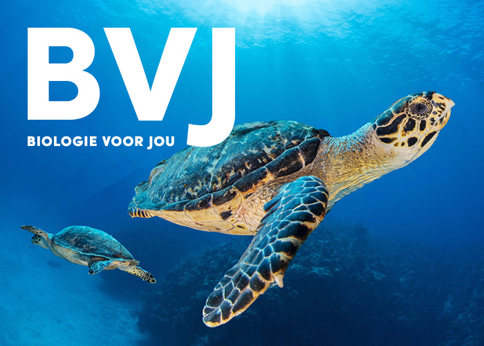 7242c39a-e5a6-4e6c-b77f-09bb33856294_23MAL022 Tegel BVJ schildpad V01